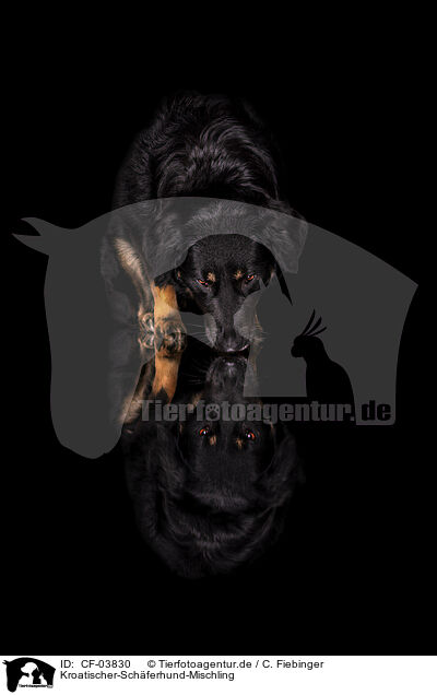 Kroatischer-Sch�ferhund-Mischling / Croatian-Shepherd-Mongrel / CF-03830