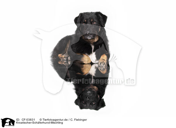 Kroatischer-Sch�ferhund-Mischling / Croatian-Shepherd-Mongrel / CF-03831