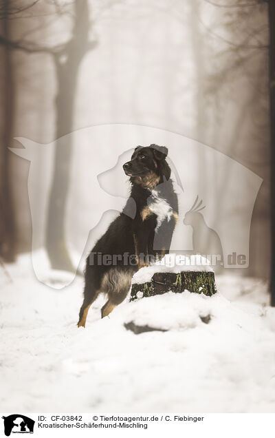 Kroatischer-Sch�ferhund-Mischling / Croatian-Shepherd-Mongrel / CF-03842