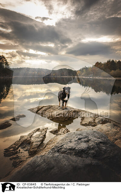 Kroatischer-Sch�ferhund-Mischling / Croatian-Shepherd-Mongrel / CF-03845