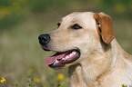 Labrador Mischling