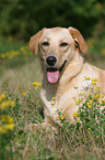 Labrador Mischling