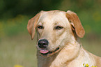 Labrador Mischling