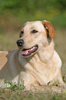 Labrador Mischling