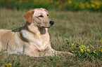 liegender Labrador Mischling