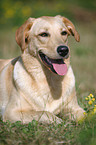 liegender Labrador Mischling