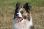 Sheltie-Mischling Portrait