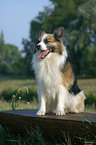 sitzender Sheltie-Mischling