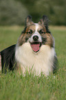 liegender Sheltie-Mischling