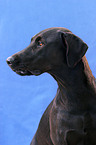 Labrador-Mischling im Portrait