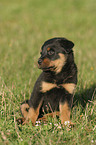 Rottweiler x Old English Mastiff Welpe