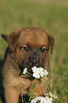 Rottweiler x Old English Mastiff Welpe