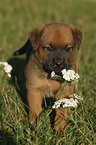 Rottweiler x Old English Mastiff Welpe