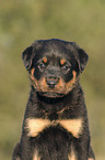 Rottweiler x Old English Mastiff Welpe