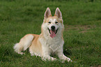 liegender Husky Mischling