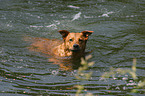 Hund schwimmt im See