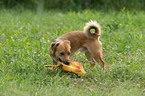 Hund mit Spielzeug