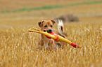 Hund mit Spielzeug