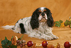 liegender Cavalier-Mischling