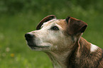 alter Foxterrier-Mischling