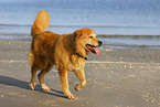 Hund am Strand