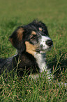 liegender Border-Collie-Mischling Welpe