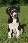 sitzender Border-Collie-Mischling Welpe