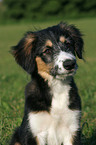 Border-Collie-Mischling im Portrait