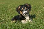 liegender Border-Collie-Mischling Welpe