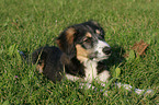 liegender Border-Collie-Mischling Welpe