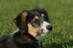 Border-Collie-Mischling im Portrait