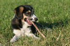 knabbernder Border-Collie-Mischling Welpe