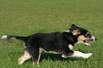 rennender Border-Collie-Mischling Welpe