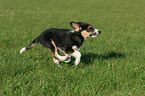 rennender Border-Collie-Mischling Welpe