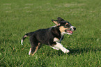 rennender Border-Collie-Mischling Welpe