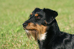 Dackel-Schnauzer-Mischling Portrait