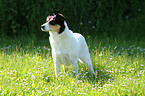 stehender Dalmatiner-Foxterrier-Mischling