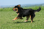 rennender Hovawart-Berner-Sennenhund-Mix