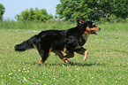 rennender Hovawart-Berner-Sennenhund-Mix