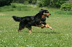 rennender Hovawart-Berner-Sennenhund-Mix