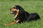 liegender Hovawart-Berner-Sennenhund-Mix