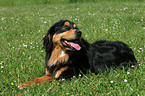 liegender Hovawart-Berner-Sennenhund-Mix