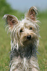 Yorkshire-Terrier-Mischling Portrait