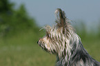 Yorkshire-Terrier-Mischling Portrait