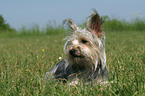 liegender Yorkshire-Terrier-Mischling