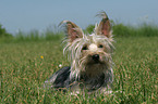 liegender Yorkshire-Terrier-Mischling