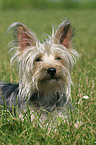 liegender Yorkshire-Terrier-Mischling