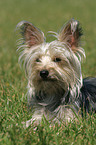 liegender Yorkshire-Terrier-Mischling