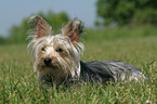 liegender Yorkshire-Terrier-Mischling