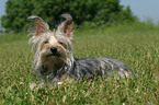 liegender Yorkshire-Terrier-Mischling